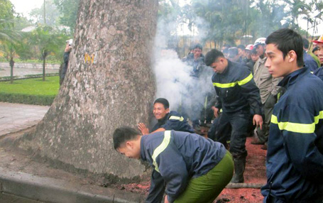 Cây[-]xà[-]cừ[-]phát[-]hỏa[-]từ[-]bên[-]trong[-]thân.